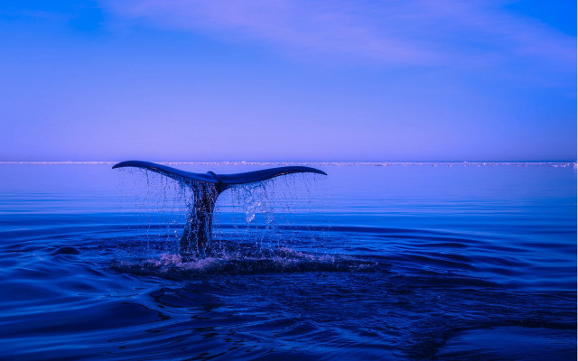 Whale tail night water blue free wallpaper for desktop - medium preview image