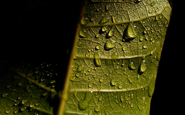 Green leaf water drops macro #42 free wallpaper for desktop - medium preview image