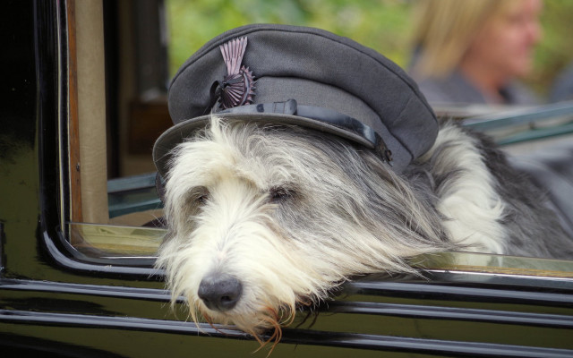 Dog hat window car woman free wallpaper for desktop - medium preview image