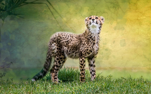 Cheetah standing grass looking up free wallpaper for desktop - medium preview image