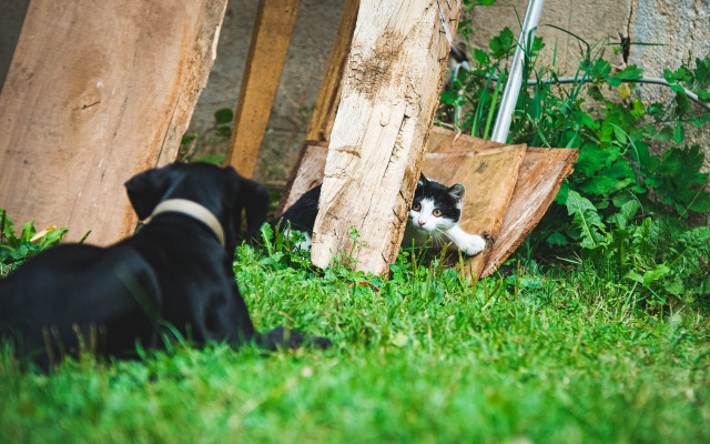 Black white animals park nature free wallpaper for desktop - medium preview image