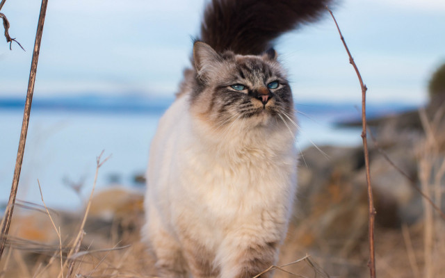 Cat majesty fishing blue eyes free wallpaper for desktop - medium preview image