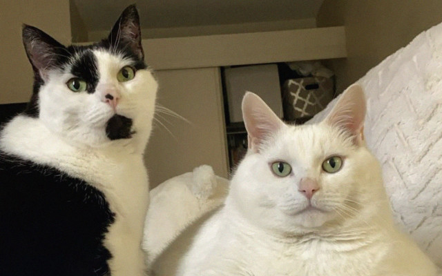 Black white cats sitting bed free wallpaper for desktop - medium preview image