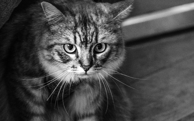 Sad cat bench blackwhite eye free wallpaper for desktop - medium preview image