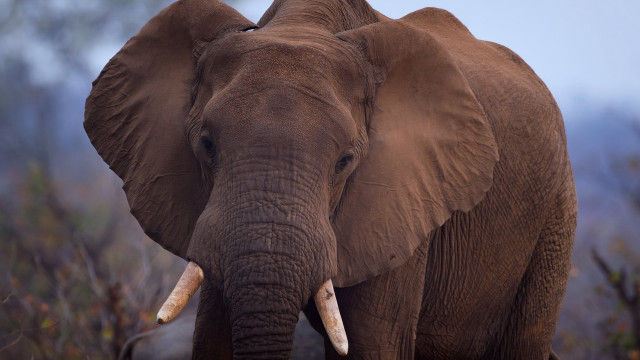 Elephant tusks field forest fog free wallpaper for desktop - medium preview image