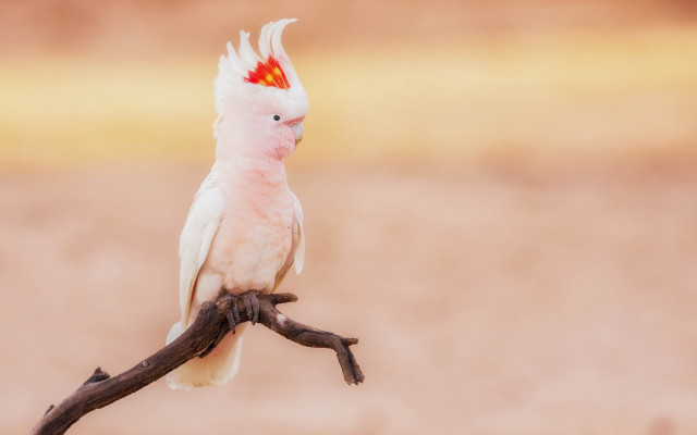 White bird red head branch #2 free wallpaper for desktop - medium preview image