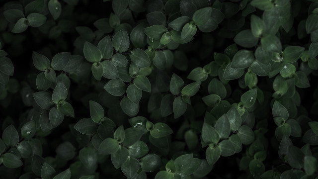 Green leaves bamboo ivy jungle free wallpaper for desktop - medium preview image