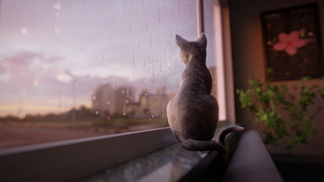 Black cat window sill rain free wallpaper for desktop - medium preview image