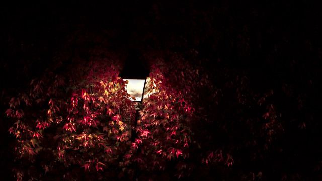 Street light through trees night free wallpaper for desktop - medium preview image