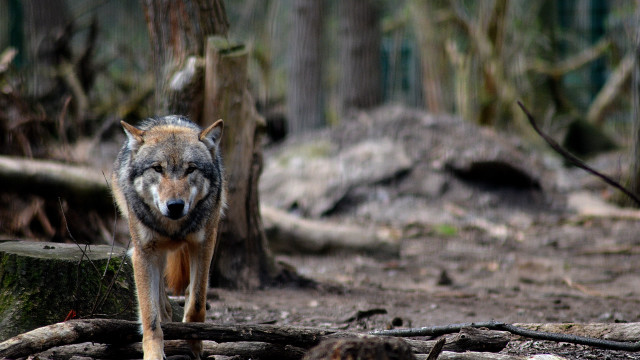 Wolf forest log sharp focus free wallpaper for desktop - medium preview image