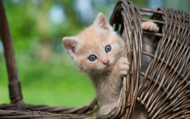 Kitten blue eyes basket outdoor free wallpaper for desktop - medium preview image
