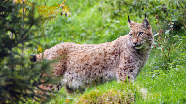 Lynx concerned field bushes dappled free wallpaper for desktop - medium preview image