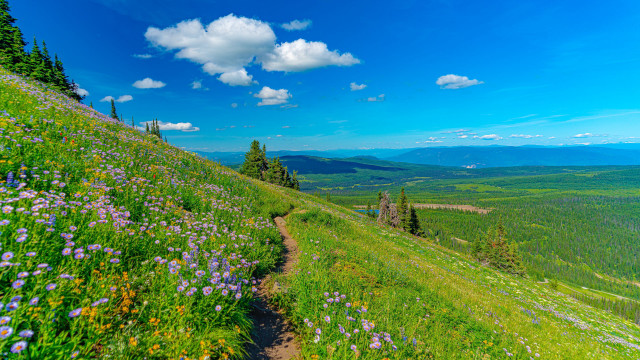 Mountain trail wildflowers blue sky free wallpaper for desktop - medium preview image