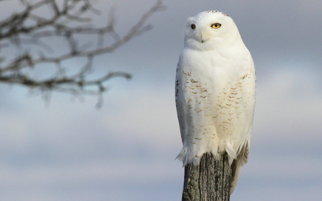 White owl wooden post cloudy free wallpaper for desktop - medium preview image