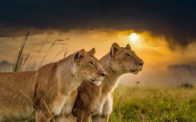 Lions sunset clouds field wildlife free wallpaper for desktop - medium preview image