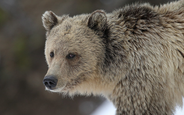 Bear closeup ecological art jigsaw free wallpaper for desktop - medium preview image