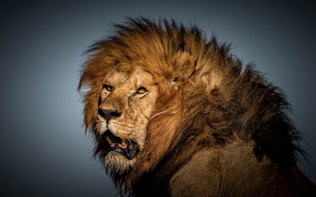 Lion angry mane blue background free wallpaper for desktop - medium preview image