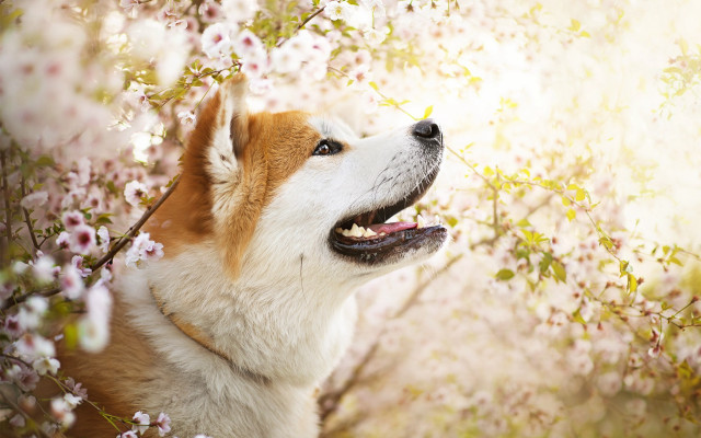 Dog tree cherry blossoms sunbeam free wallpaper for desktop - medium preview image