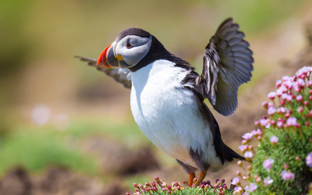 Bird flower bed wings spread free wallpaper for desktop - medium preview image