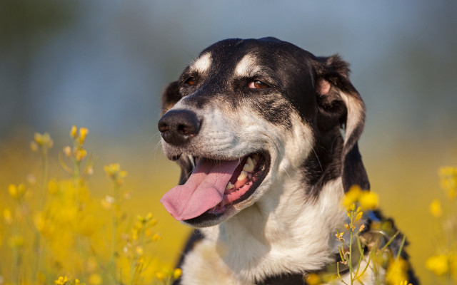 Dog yellow flowers autumn fire free wallpaper for desktop - medium preview image