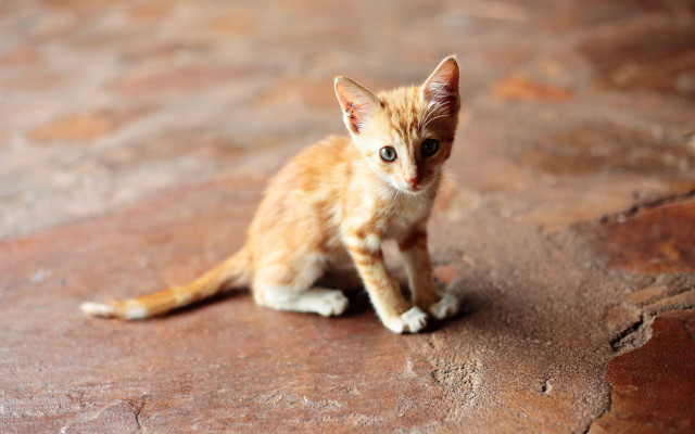 Small kitten rock sad eyes free wallpaper for desktop - medium preview image