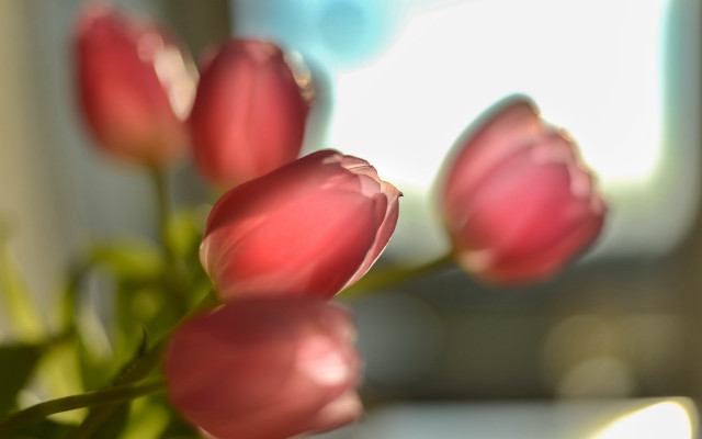 Pink flowers vase blurry background #2 free wallpaper for desktop - medium preview image