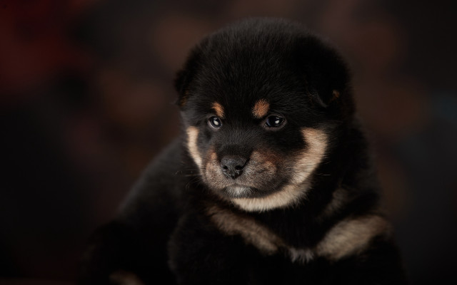 Puppy sad eyes vanitas animal free wallpaper for desktop - medium preview image