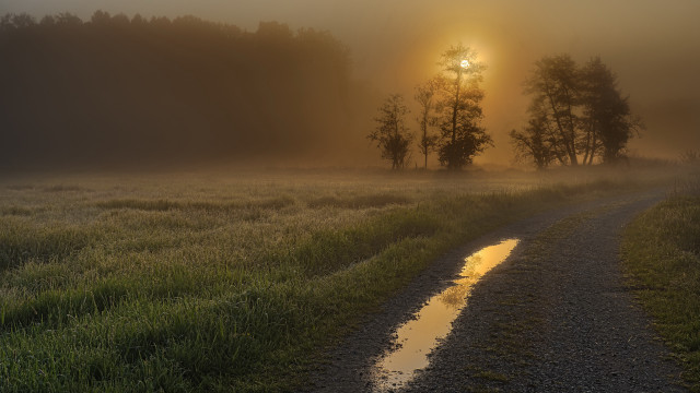 Foggy field dirt road trees free wallpaper for desktop - medium preview image