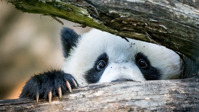 Panda peeking branch wide eyes free wallpaper for desktop - medium preview image