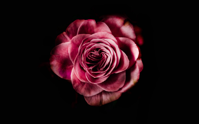 Pink rose dark background white free wallpaper for desktop - medium preview image