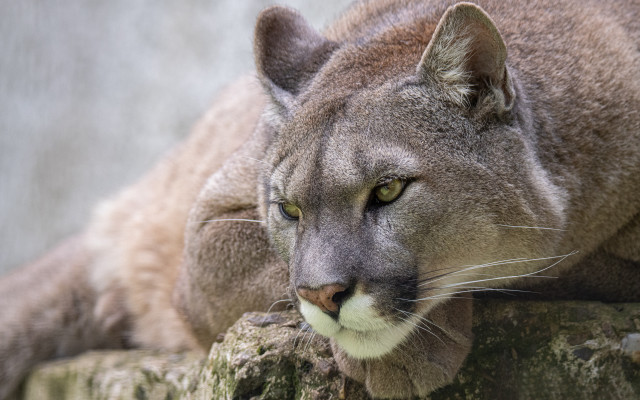 Mountain lion closeup rock eyes free wallpaper for desktop - medium preview image