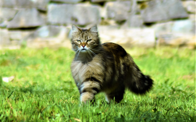 Cat green field stone wall free wallpaper for desktop - medium preview image