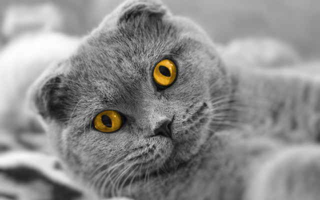 Gray cat yellow eyes blanket free wallpaper for desktop - medium preview image