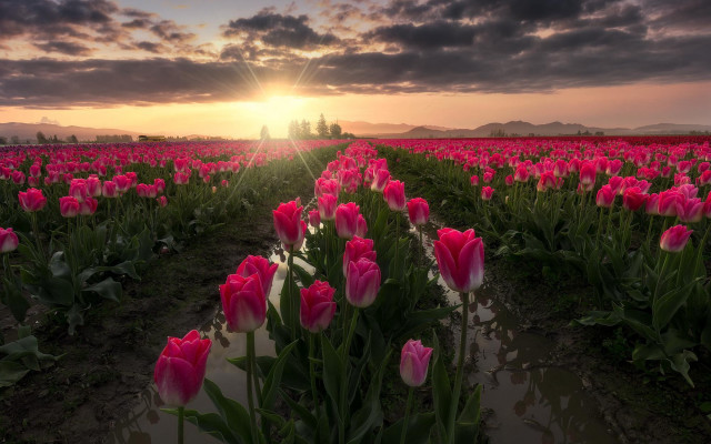 Pink tulips sunset clouds horizon free wallpaper for desktop - medium preview image