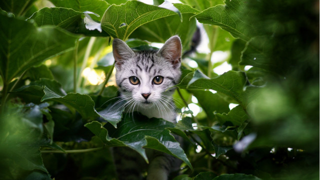 Cat hiding bush leaves eyes free wallpaper for desktop - medium preview image