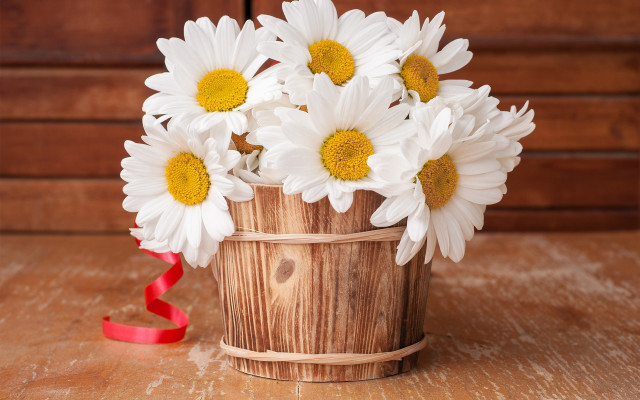 Wooden bucket white daisies red free wallpaper for desktop - medium preview image