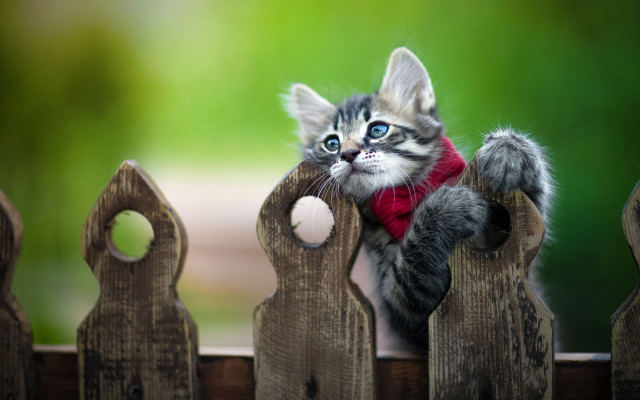 Kitten red scarf fence blue #2 free wallpaper for desktop - medium preview image