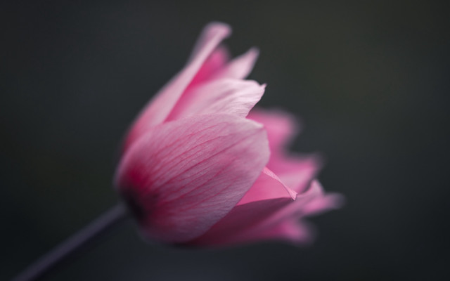 Pink flower macro mackintosh shallow free wallpaper for desktop - medium preview image
