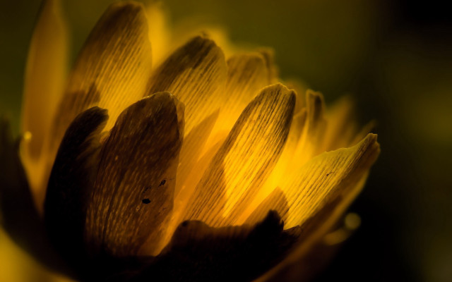 Sunflower closeup macro blurry background free wallpaper for desktop - medium preview image