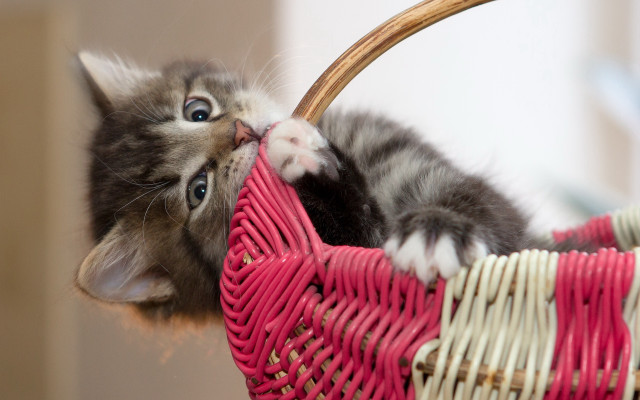 Kitten basket play blue eyes free wallpaper for desktop - medium preview image