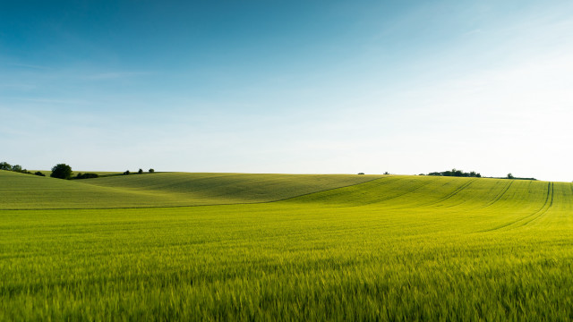 Green field trees blue sky #11 free wallpaper for desktop - medium preview image