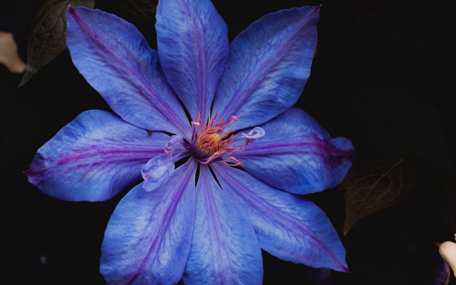 Blue flower purple stamens yellow free wallpaper for desktop - medium preview image