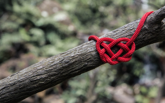 Red knot tree woods blurry free wallpaper for desktop - medium preview image