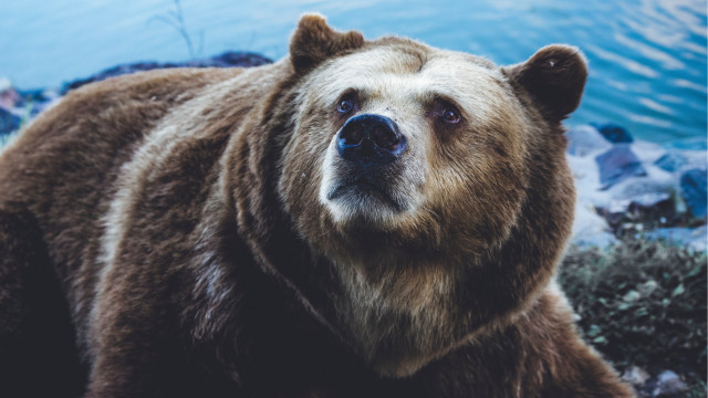 Brown bear lake rocks outdoors free wallpaper for desktop - medium preview image