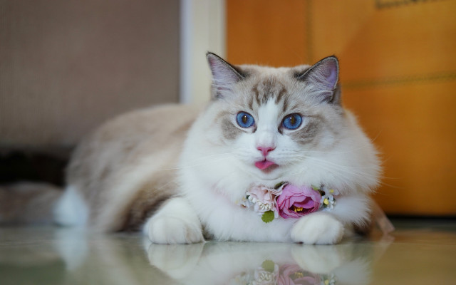 Cat flower collar table door free wallpaper for desktop - medium preview image