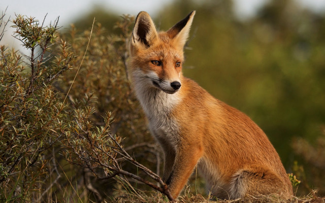 Fox sitting brush concerned furry free wallpaper for desktop - medium preview image