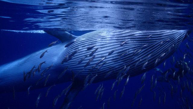 Whale fish ocean night starry #2 free wallpaper for desktop - medium preview image