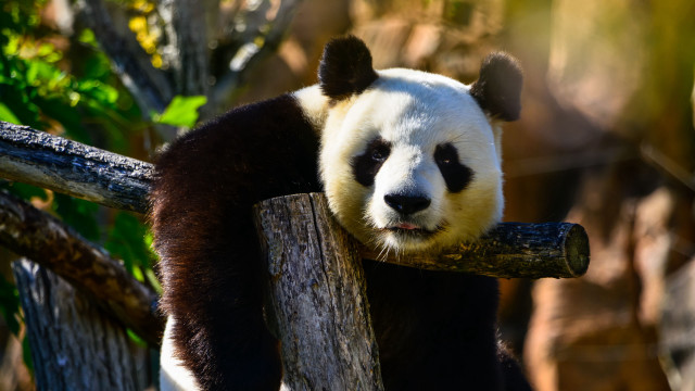 Panda sitting on branch zoo free wallpaper for desktop - medium preview image