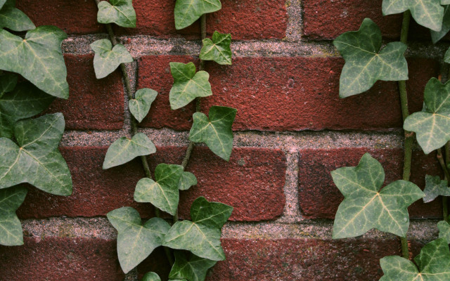 Brick wall ivy clock butterfly free wallpaper for desktop - medium preview image