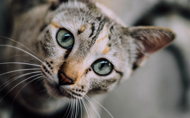 White cat green eyes macro free wallpaper for desktop - medium preview image